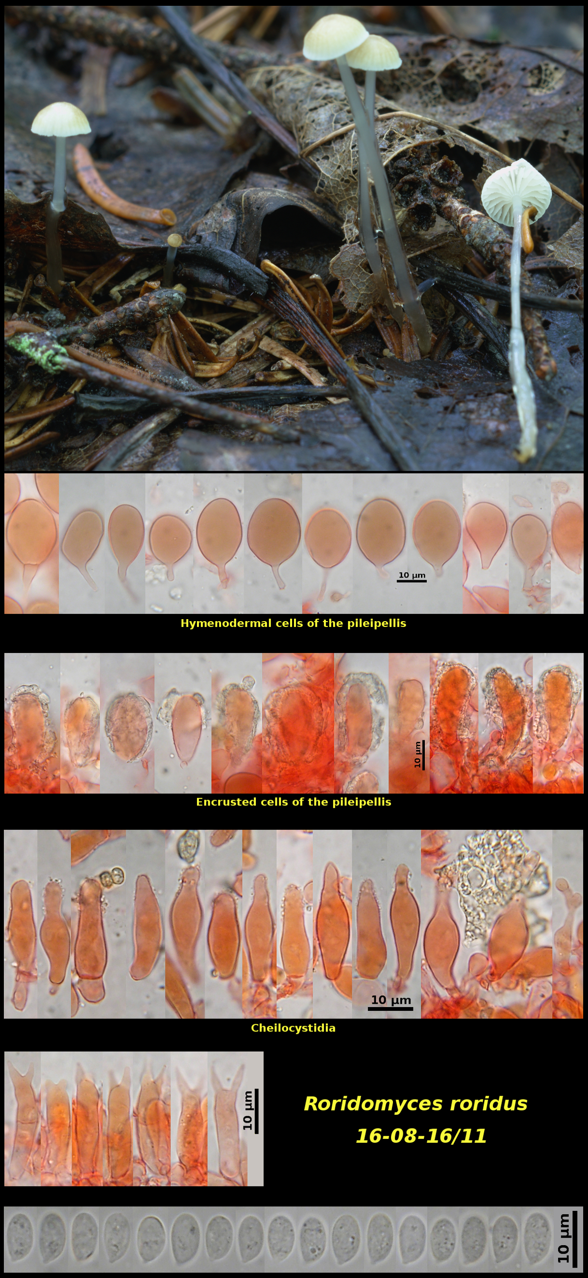 Picture of Roridomyces roridus